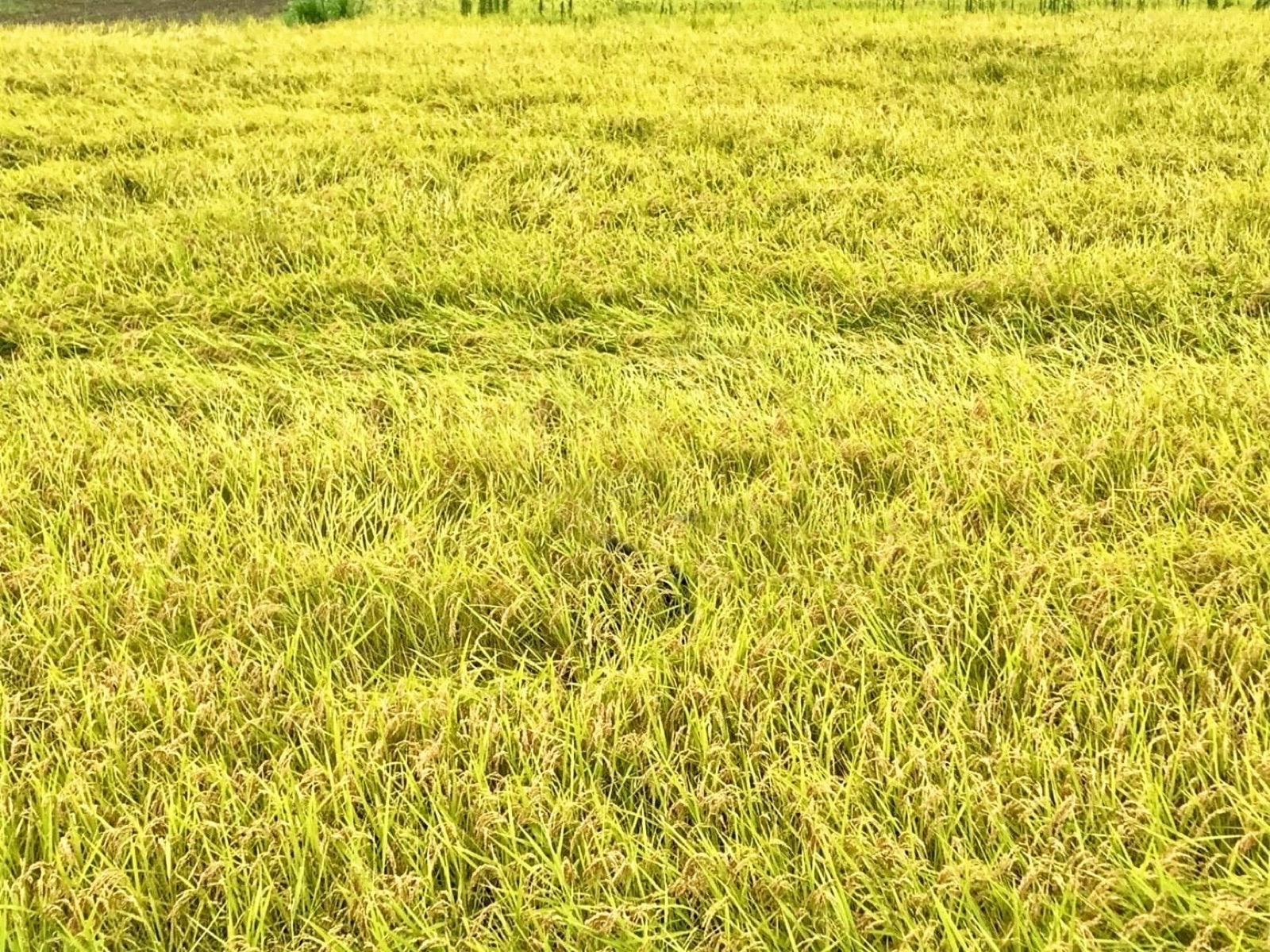 丹波市市島町の田んぼ
