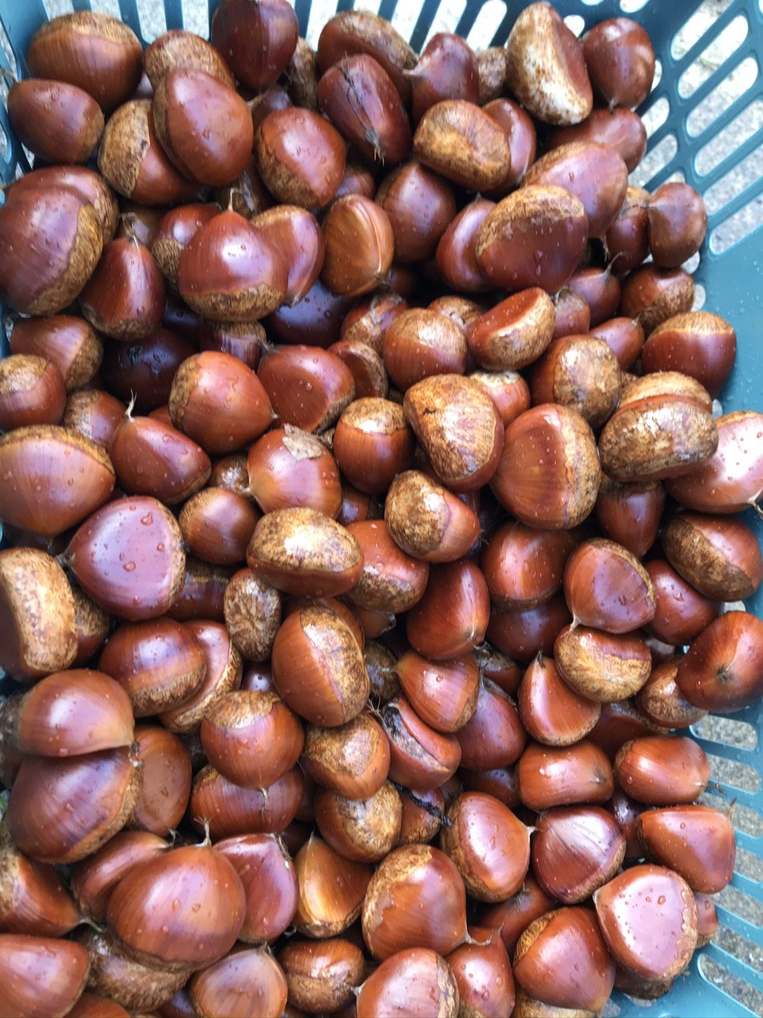 収穫した丹波栗