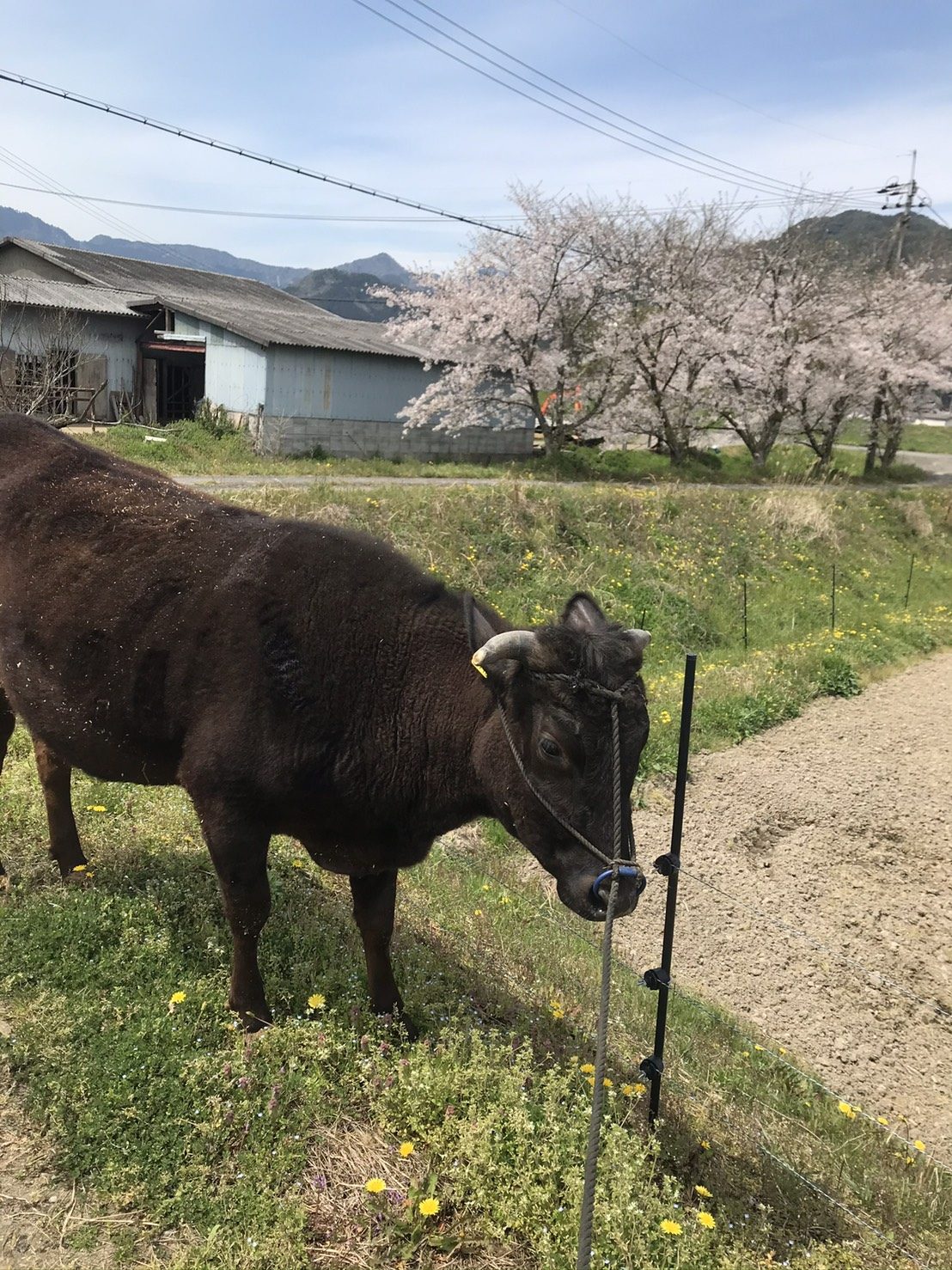 はじめの頃の牛